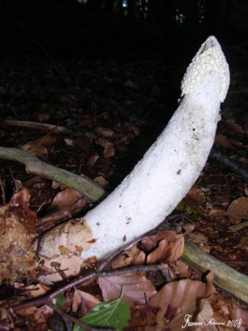 phallus impudicus